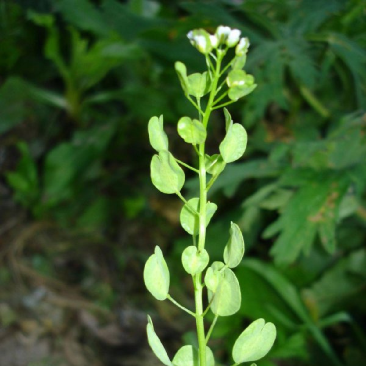 Field Pennycress, Thlaspi arvense seeds - 50