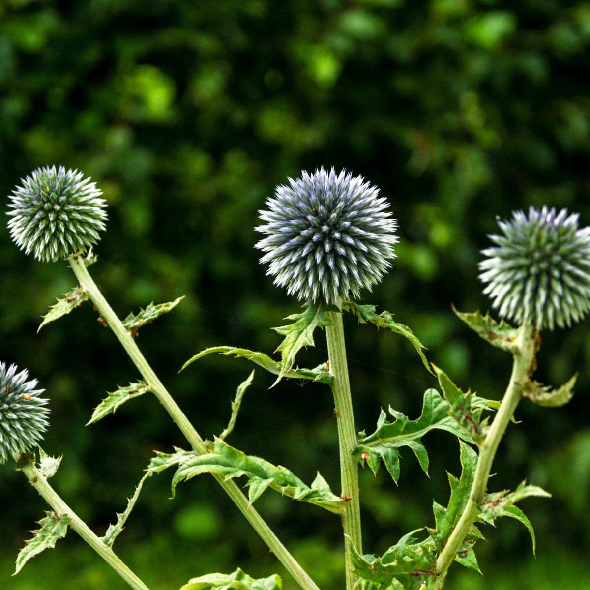 Globe Thistle, Echinops sphaerocephalus seeds - 30