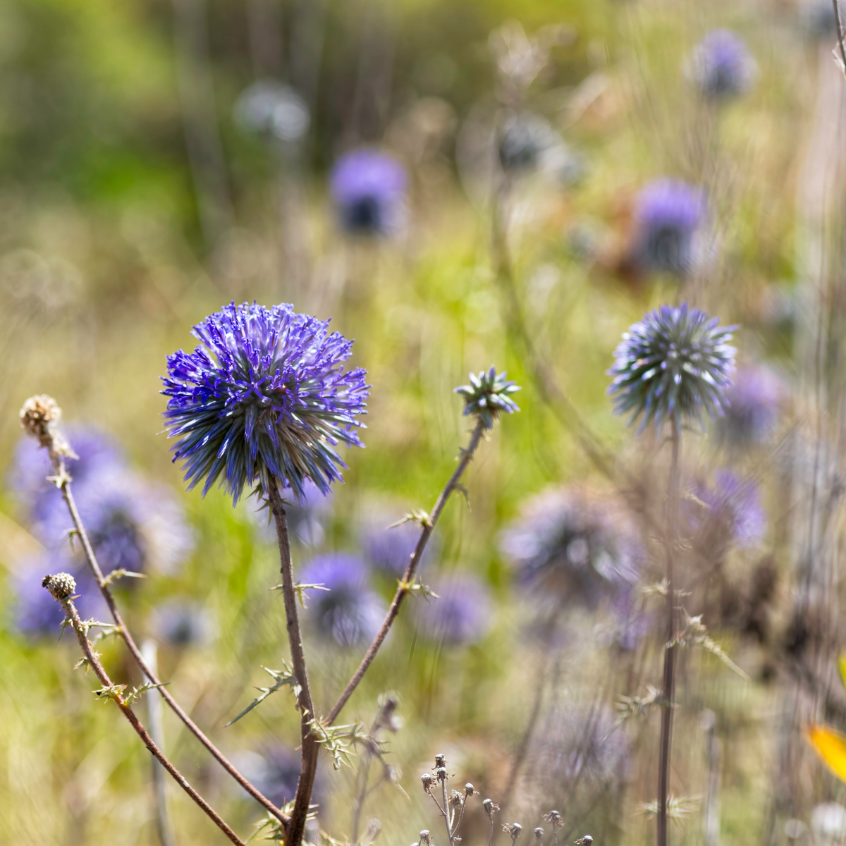 Globe Thistle, Echinops sphaerocephalus seeds - 30