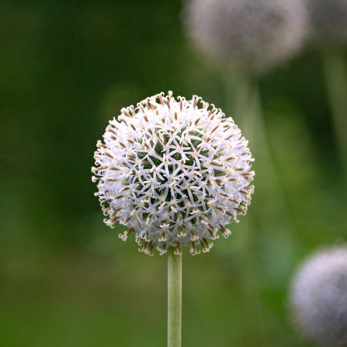 Globe Thistle, Echinops sphaerocephalus seeds - 30