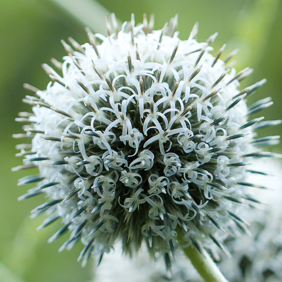 Globe Thistle, Echinops sphaerocephalus seeds - 30