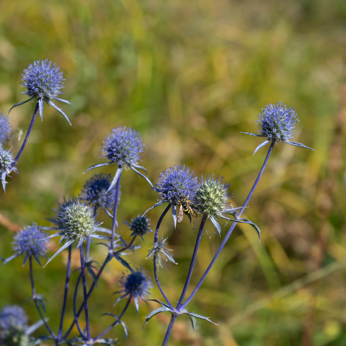 Globe Thistle, Echinops sphaerocephalus seeds - 30