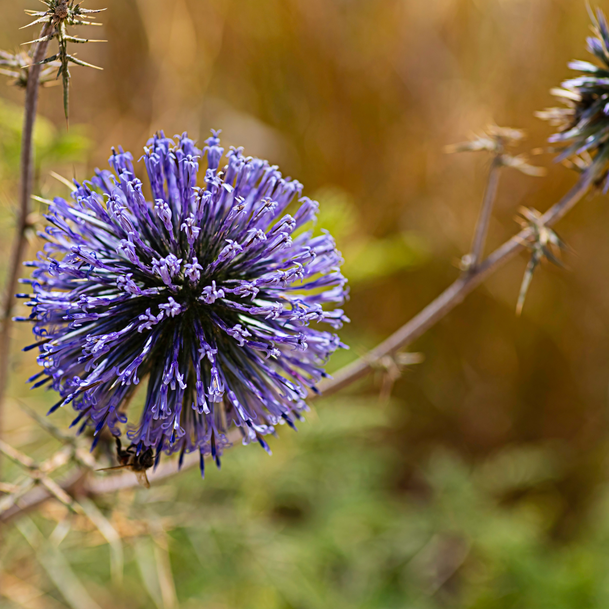 Globe Thistle, Echinops sphaerocephalus seeds - 30