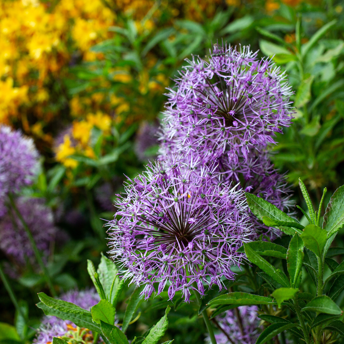Globe Thistle, Echinops sphaerocephalus seeds - 30