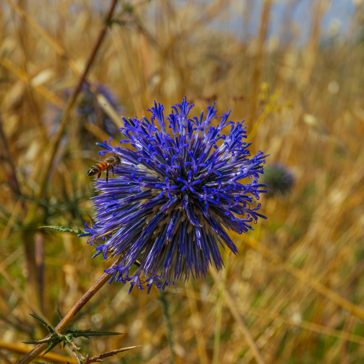 Globe Thistle, Echinops sphaerocephalus seeds - 30