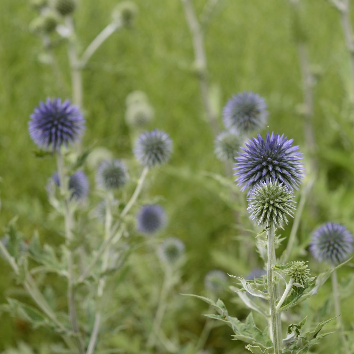 Globe Thistle, Echinops sphaerocephalus seeds - 30