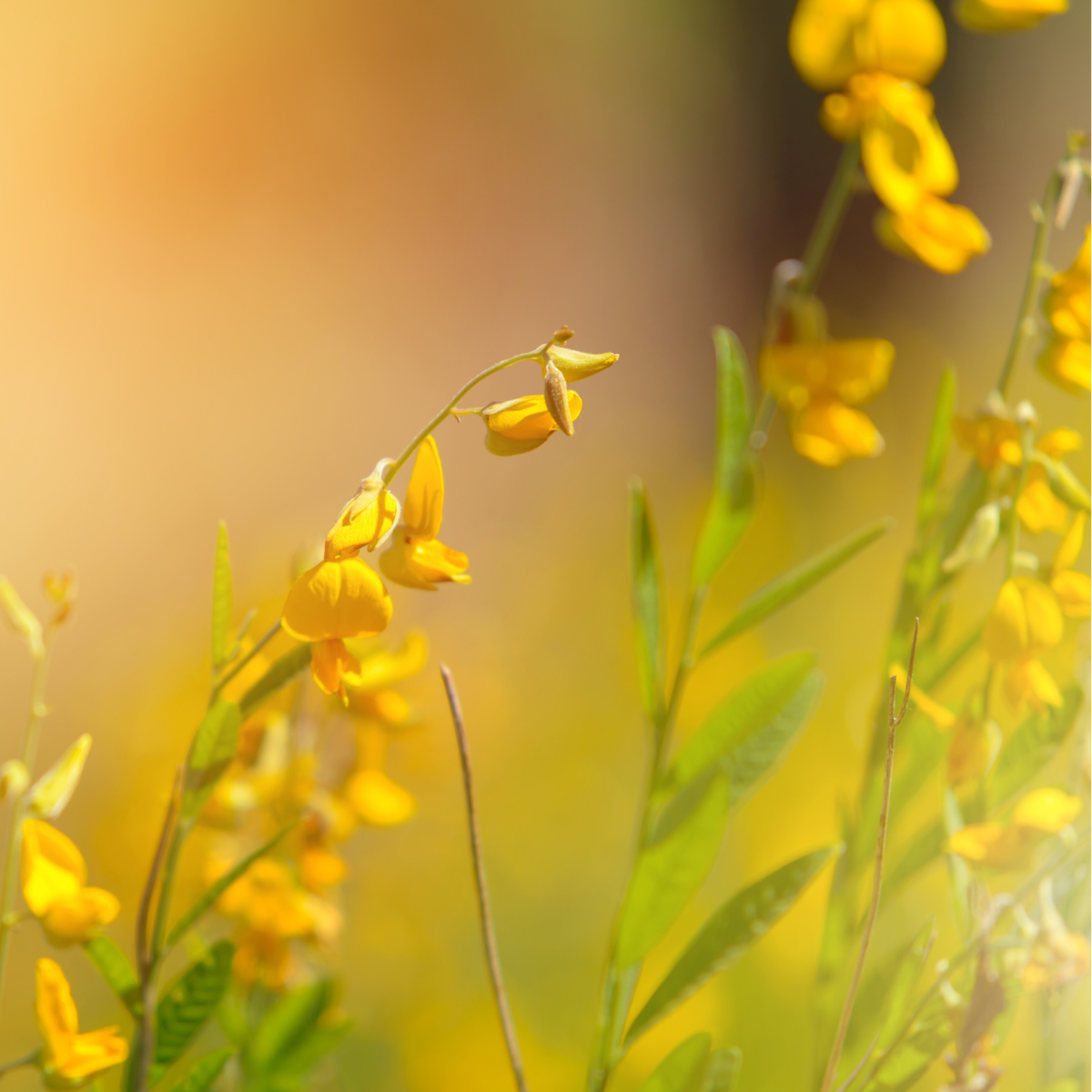 Crotalaria Juncea seeds - 50