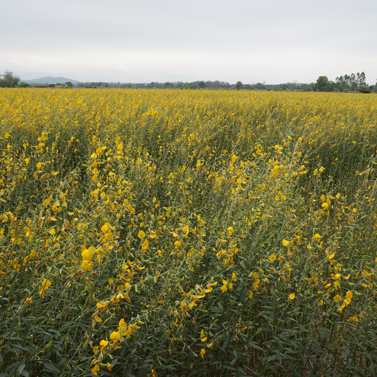 Crotalaria Juncea seeds - 50
