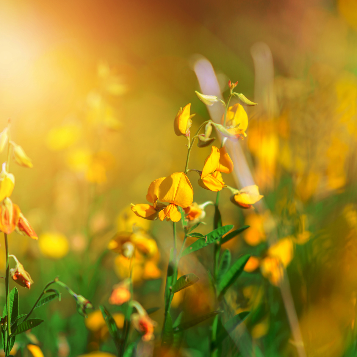 Crotalaria Juncea seeds - 50