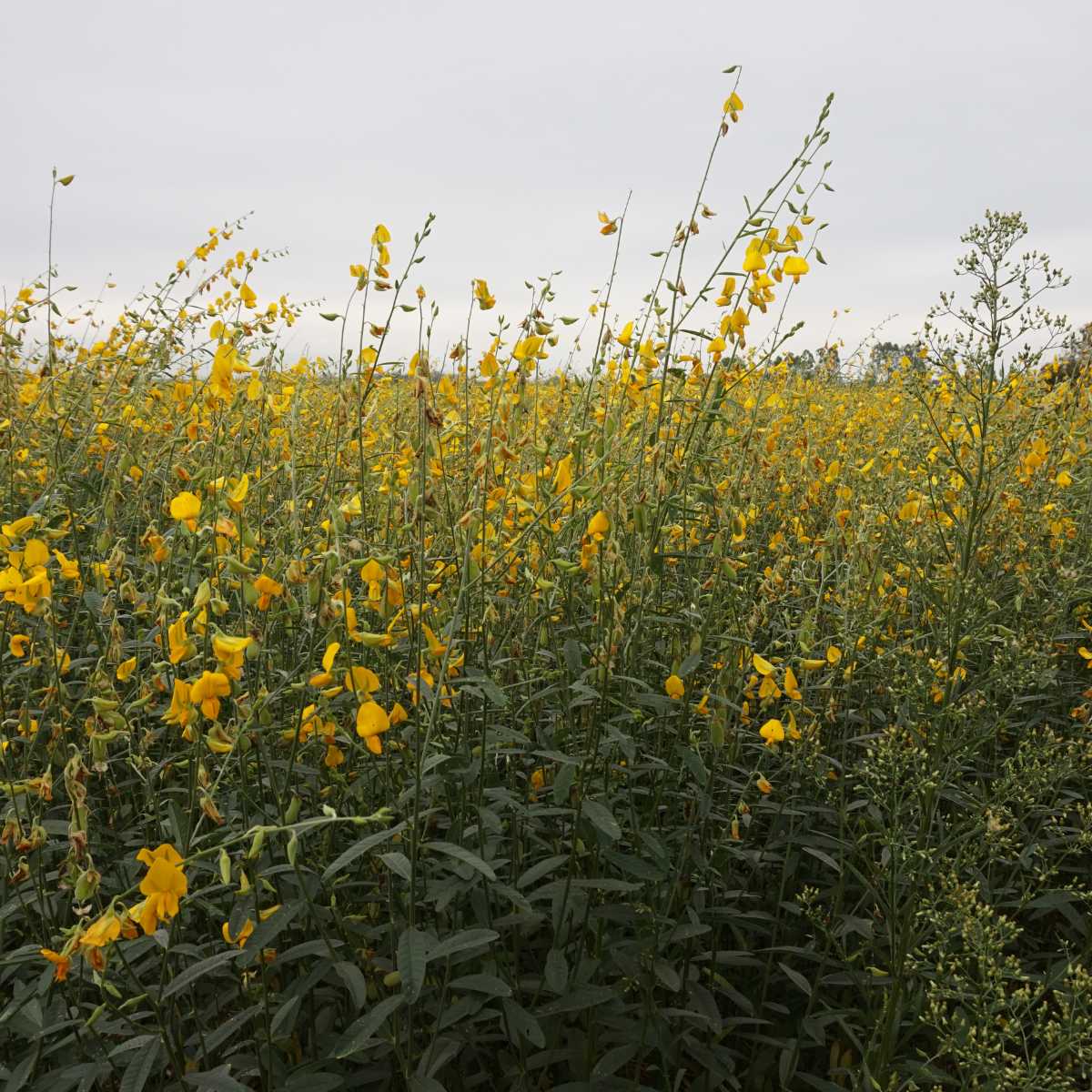 Crotalaria Juncea seeds - 50