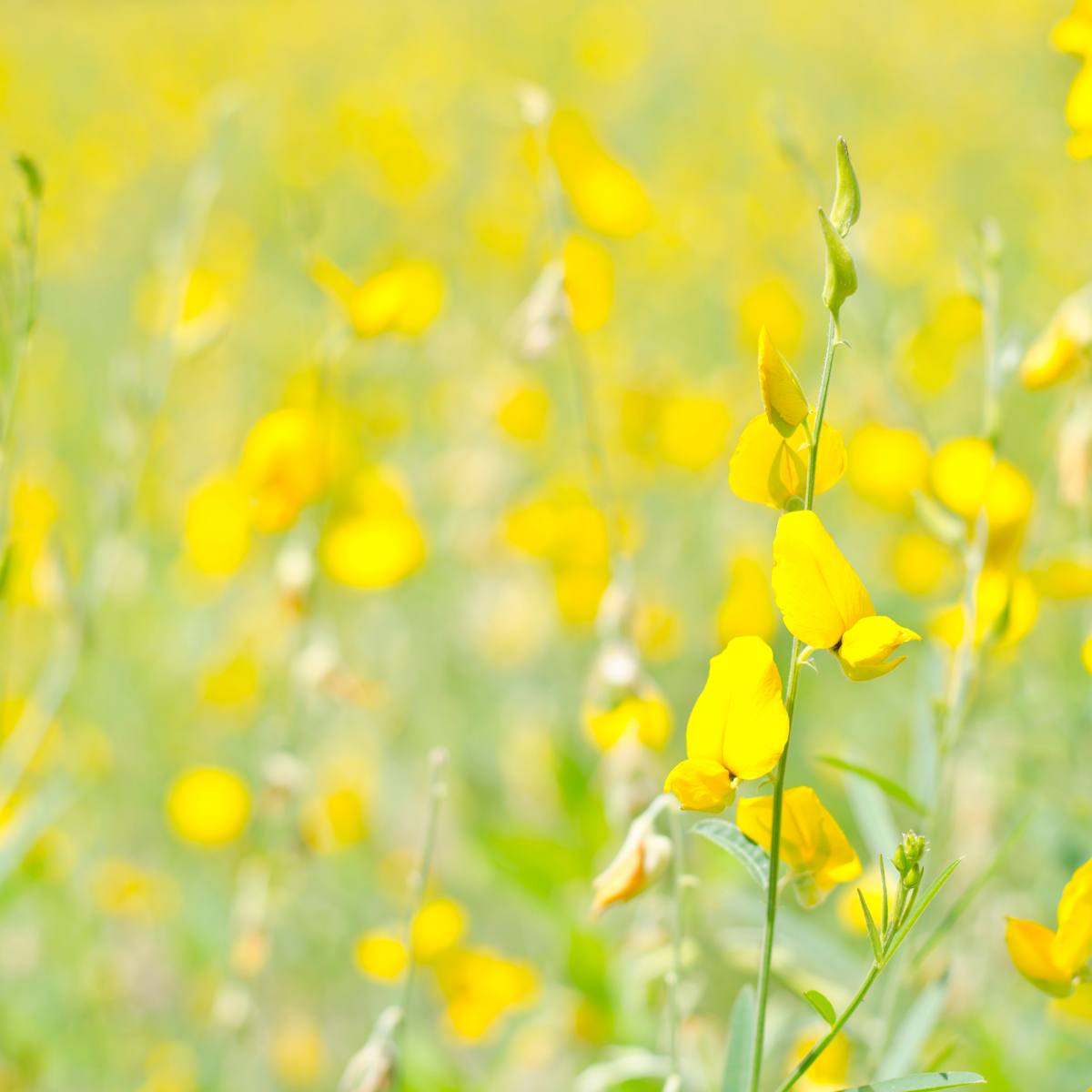Crotalaria Juncea seeds - 50