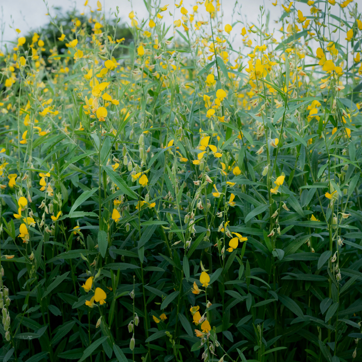 Crotalaria Juncea seeds - 50