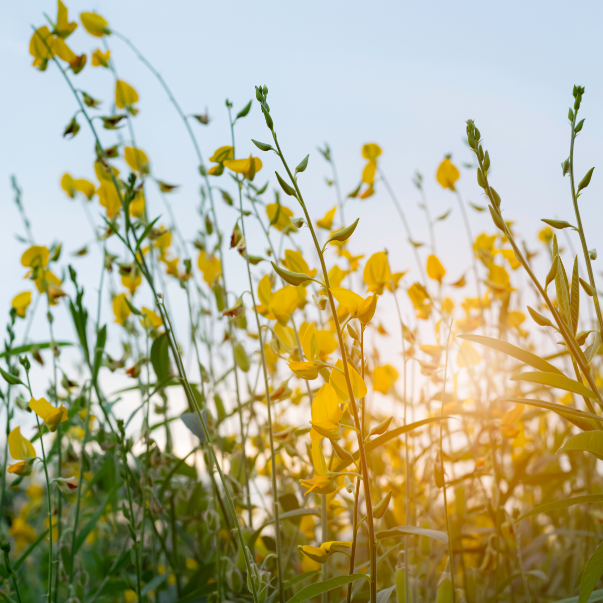 Crotalaria Juncea seeds - 50