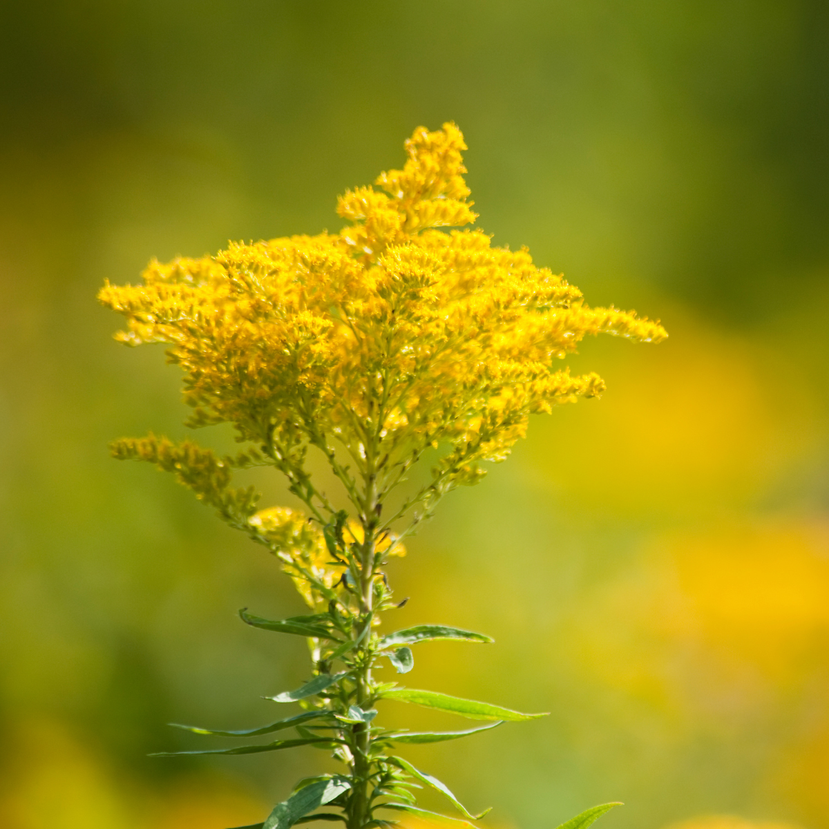 Goldenrod, Solidago seeds - 50