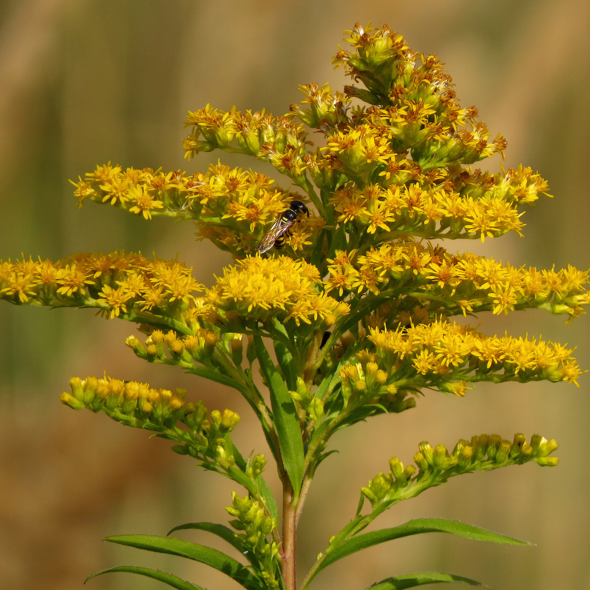 Goldenrod, Solidago seeds - 50