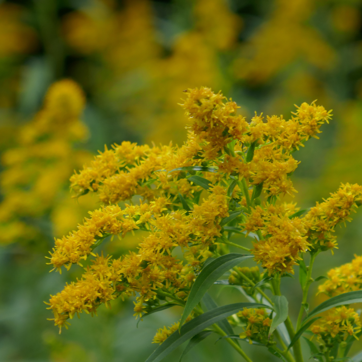 Goldenrod, Solidago seeds - 50