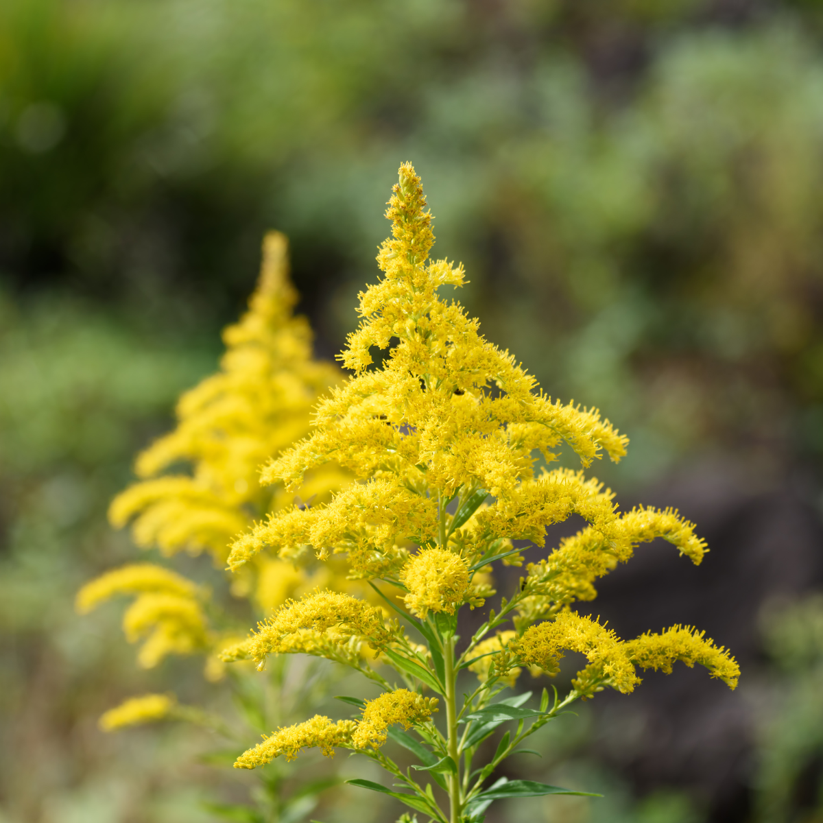 Goldenrod, Solidago seeds - 50