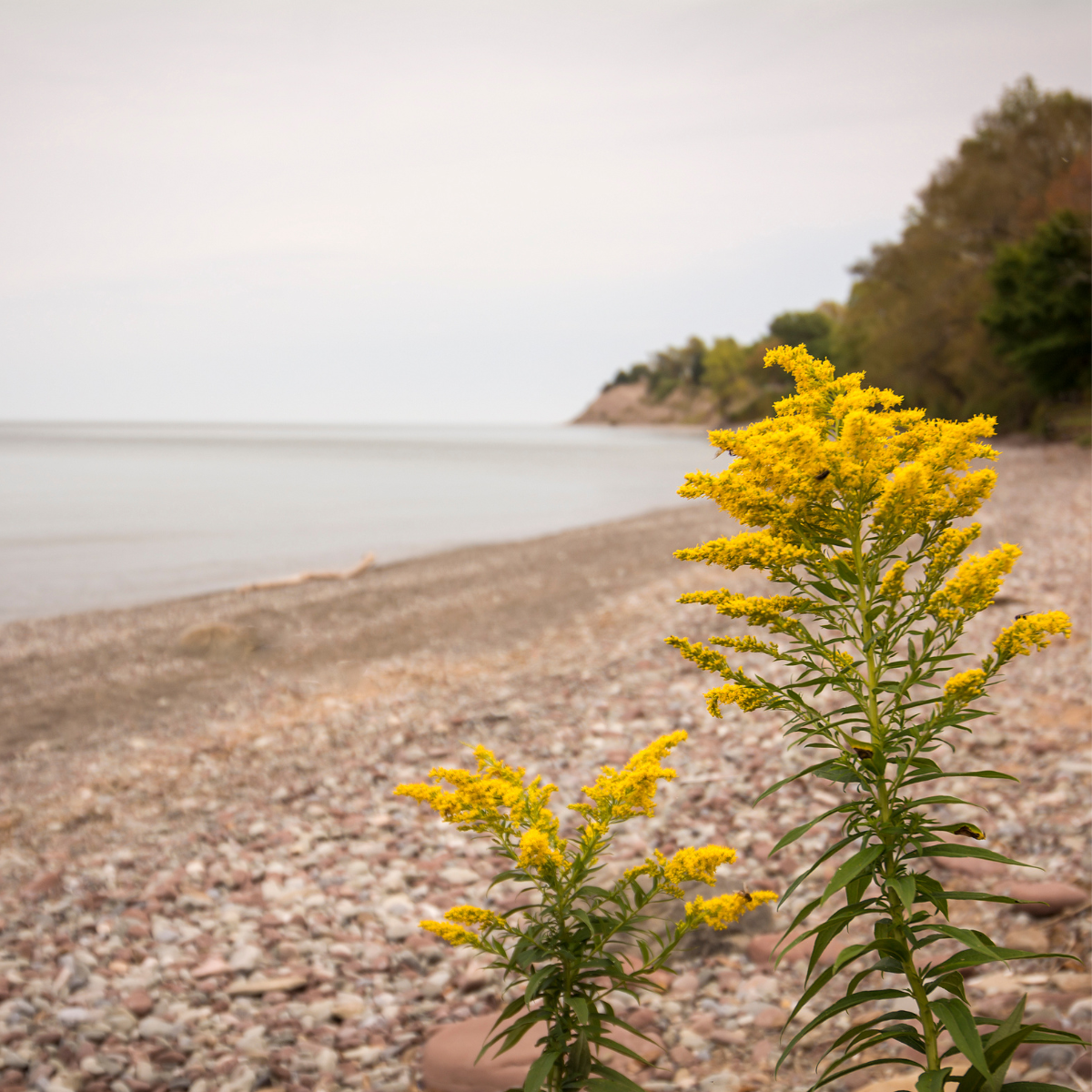 Goldenrod, Solidago seeds - 50