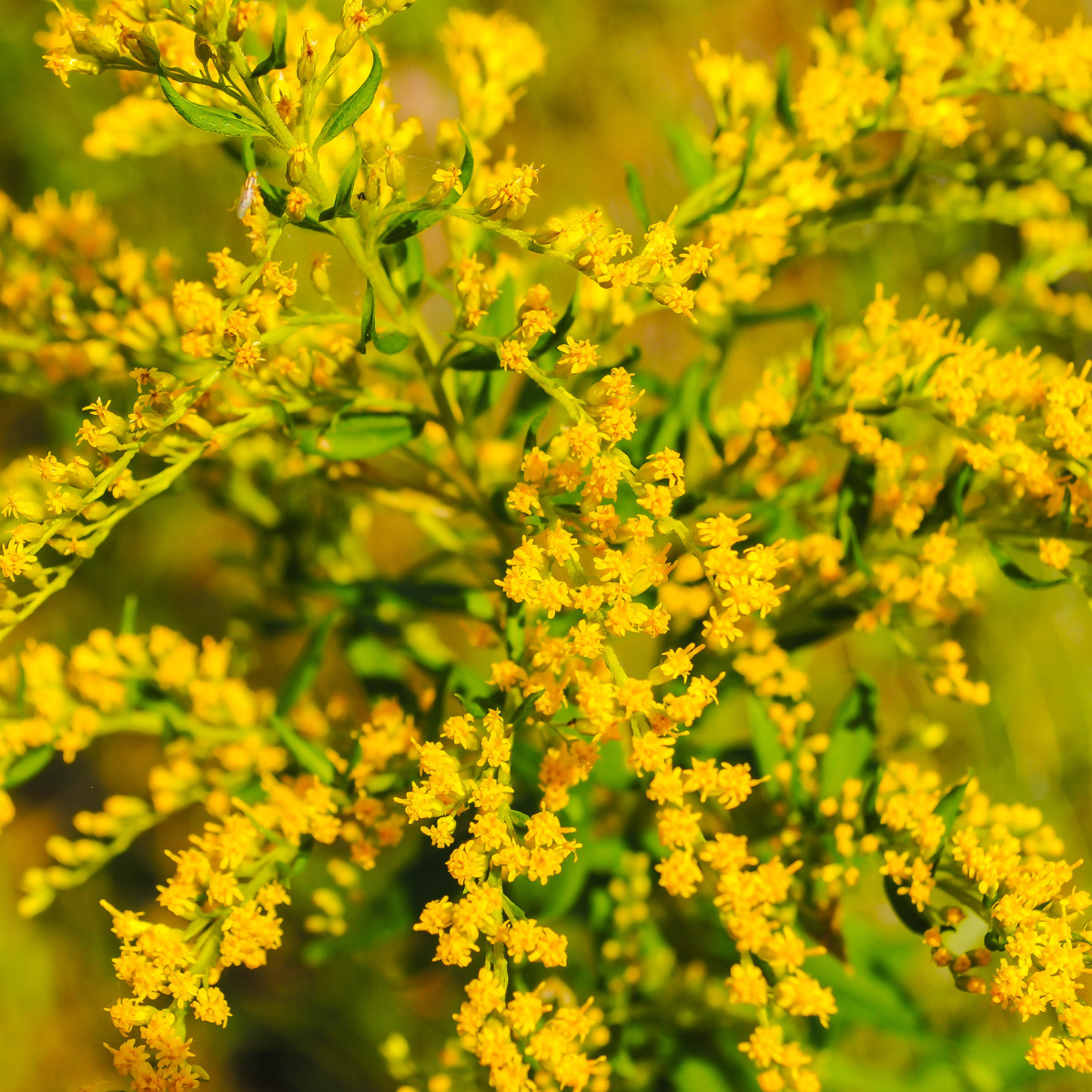 Goldenrod, Solidago seeds - 50