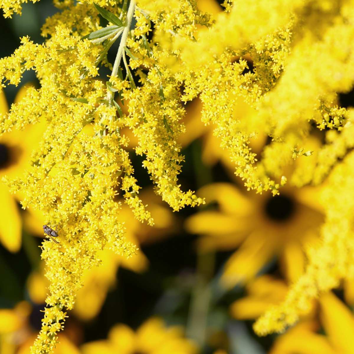 Goldenrod, Solidago seeds - 50