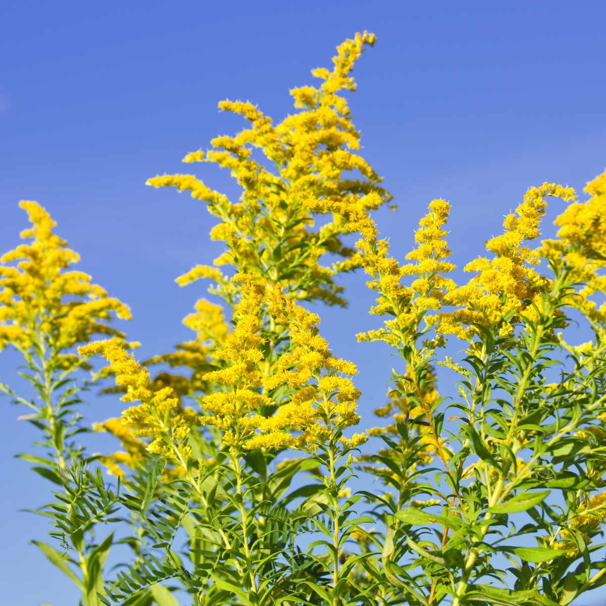 Goldenrod, Solidago seeds - 50