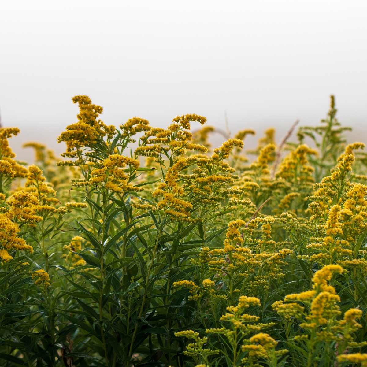 Goldenrod, Solidago seeds - 50