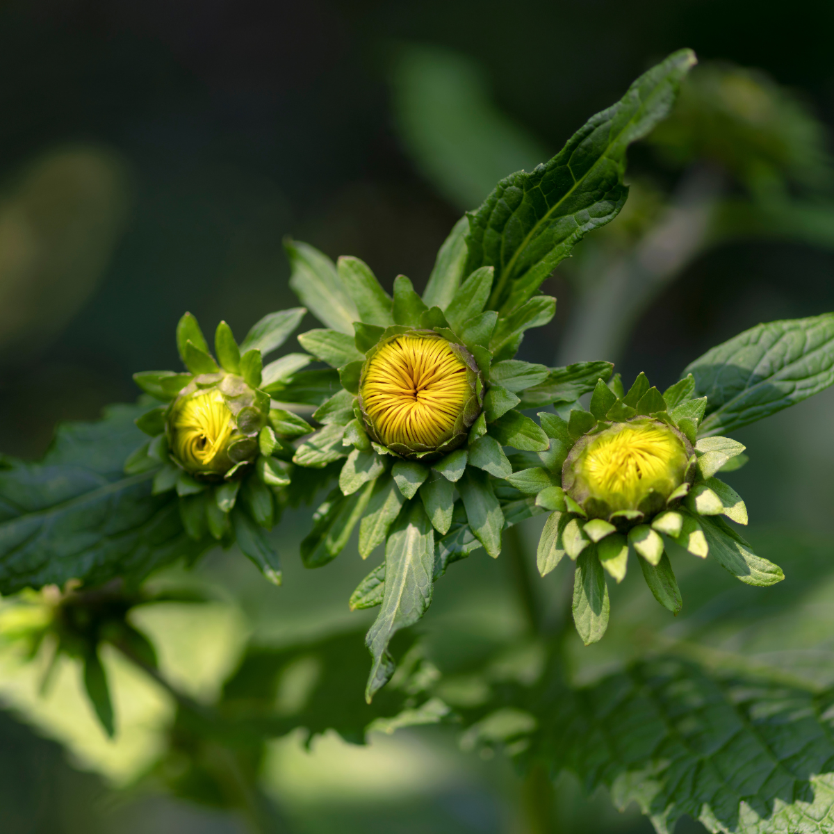 Inula Helenium, Elecampane seeds - 50