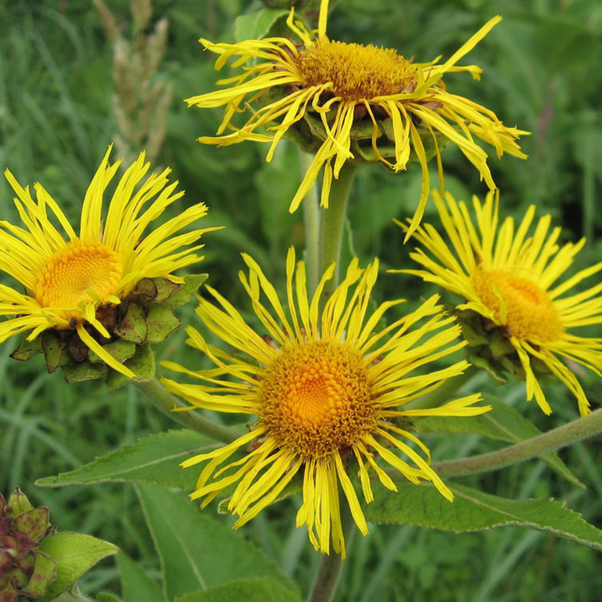 Inula Helenium, Elecampane seeds - 50
