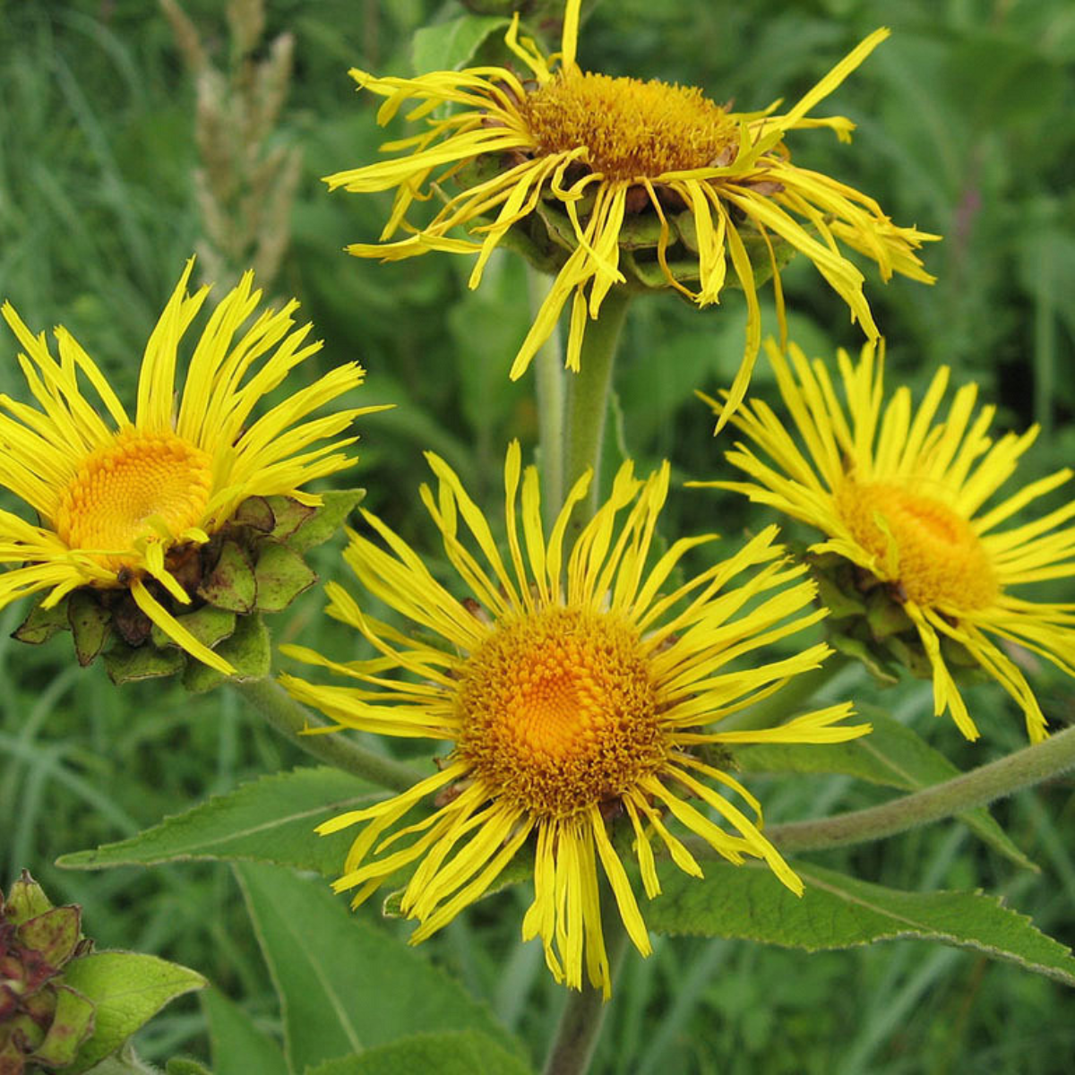 Inula Helenium, Elecampane seeds - 50