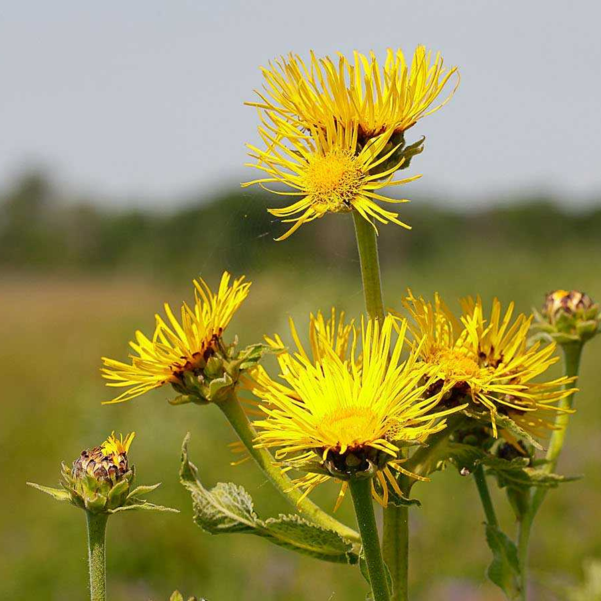 Inula Helenium, Elecampane seeds - 50