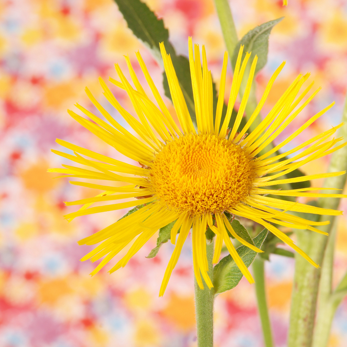 Inula Helenium, Elecampane seeds - 50