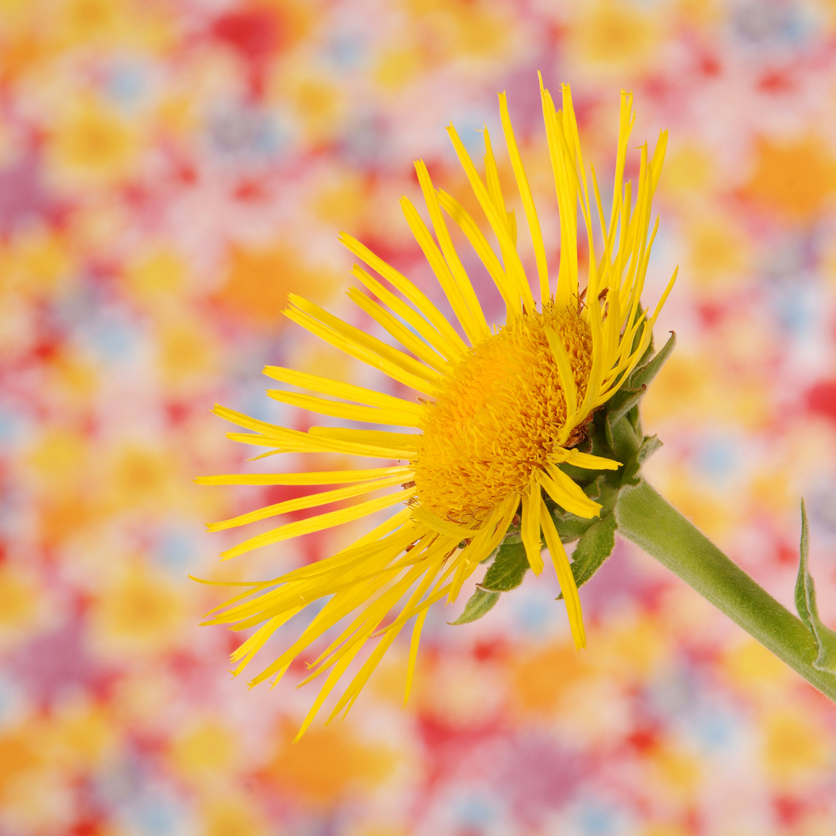 Inula Helenium, Elecampane seeds - 50