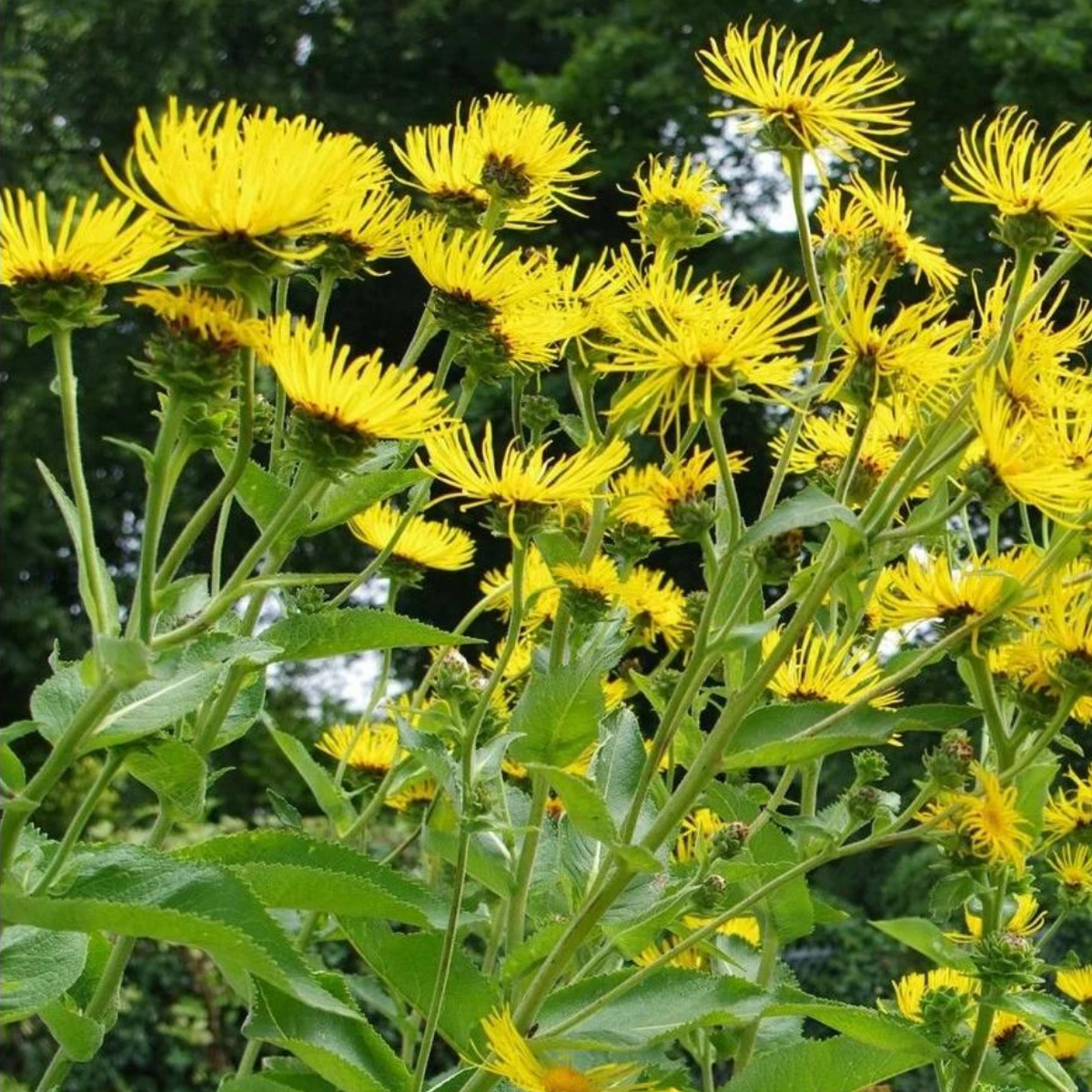 Inula Helenium, Elecampane seeds - 50
