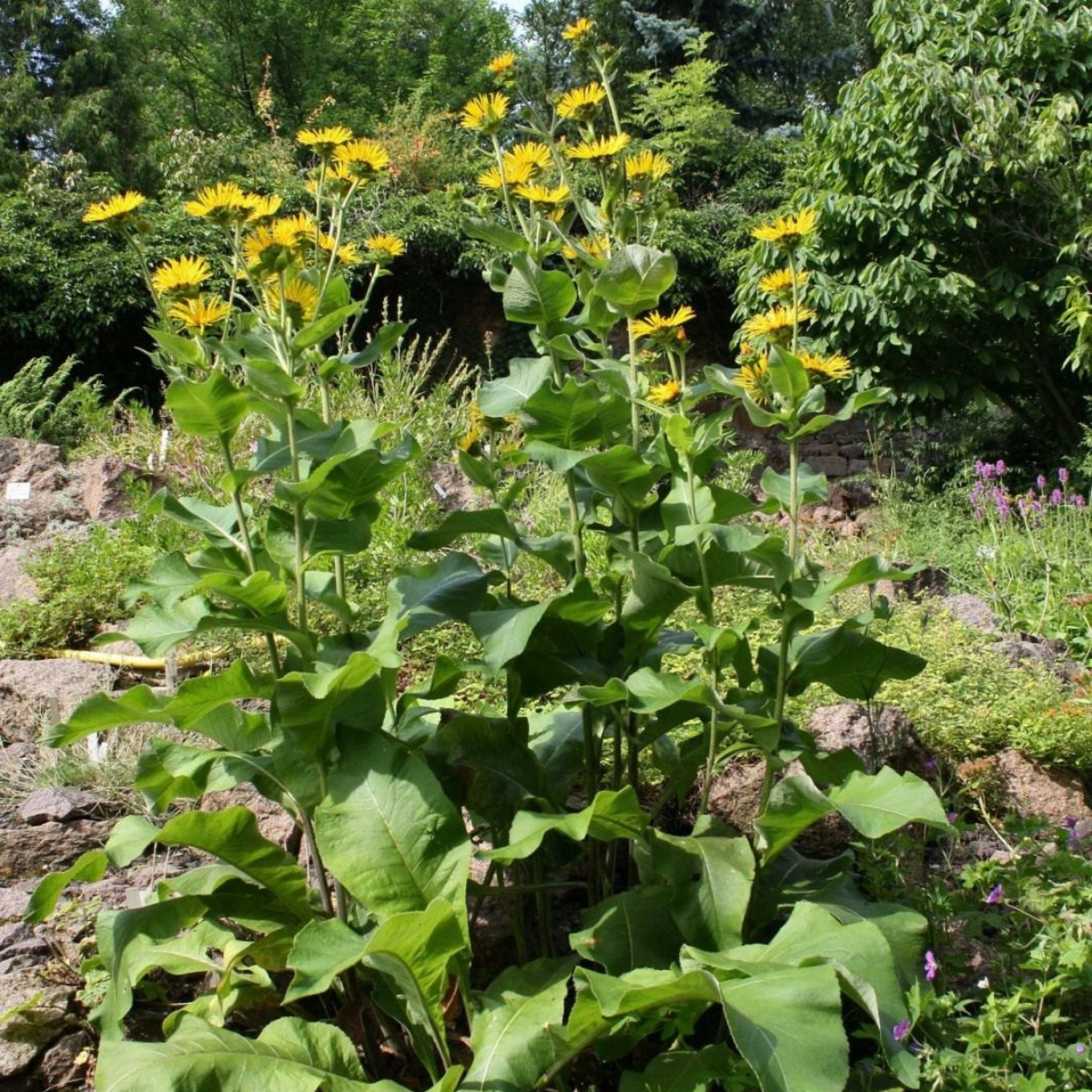 Inula Helenium, Elecampane seeds - 50