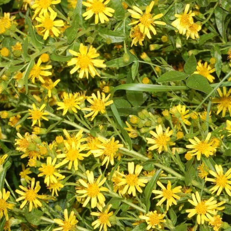 Dittrichia Viscosa Seeds, Sticky Fleabane - 50