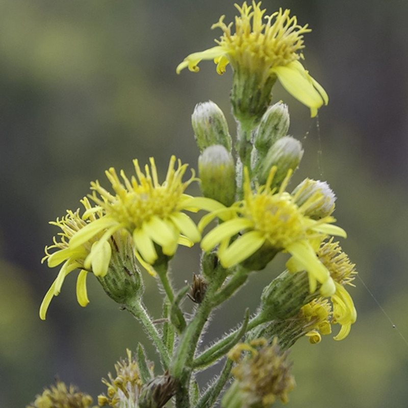 Dittrichia Viscosa Seeds, Sticky Fleabane - 50