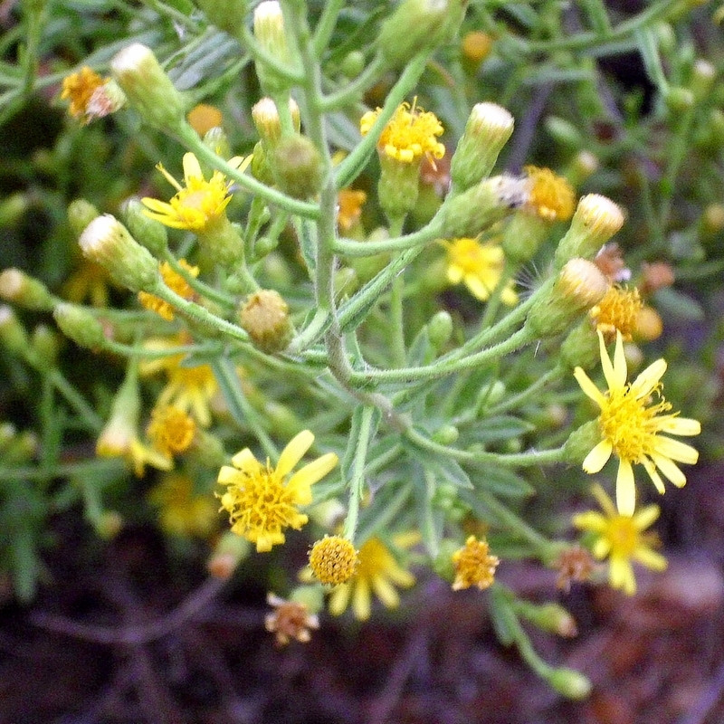 Dittrichia Viscosa Seeds, Sticky Fleabane - 50