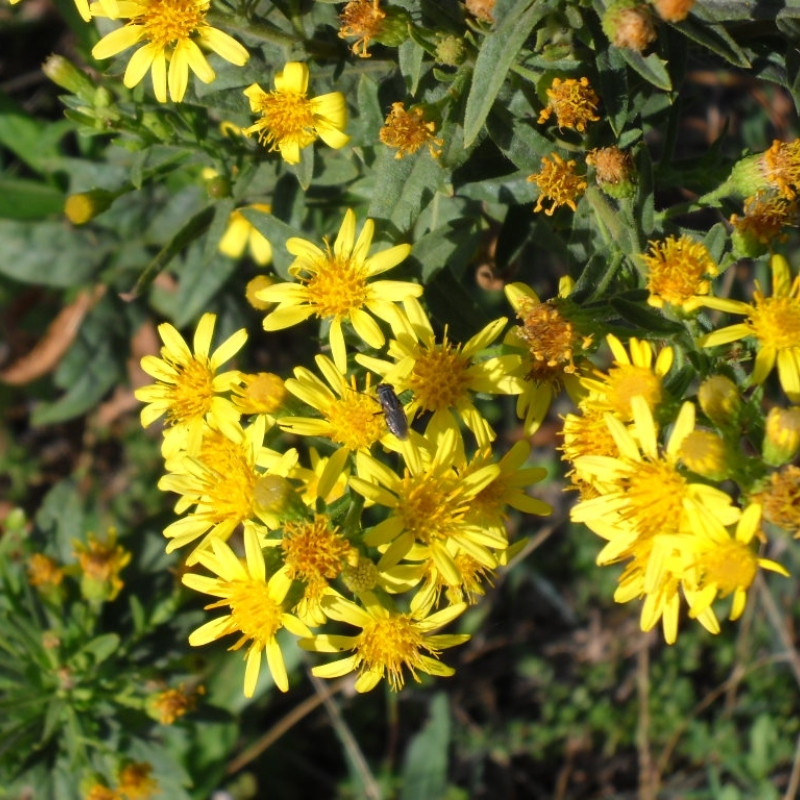 Dittrichia Viscosa Seeds, Sticky Fleabane - 50