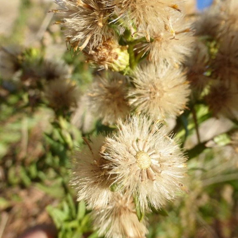 Dittrichia Viscosa Seeds, Sticky Fleabane - 50