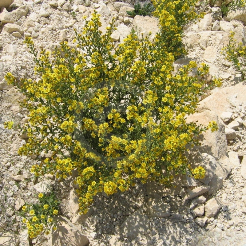 Dittrichia Viscosa Seeds, Sticky Fleabane - 50