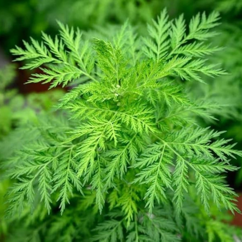 Sweet Wormwood, Artemisia Annua Seeds - 200