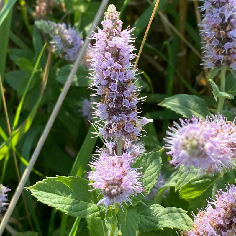 Mentha Longifolia, Horse Mint, Silver Mint Seeds - 30
