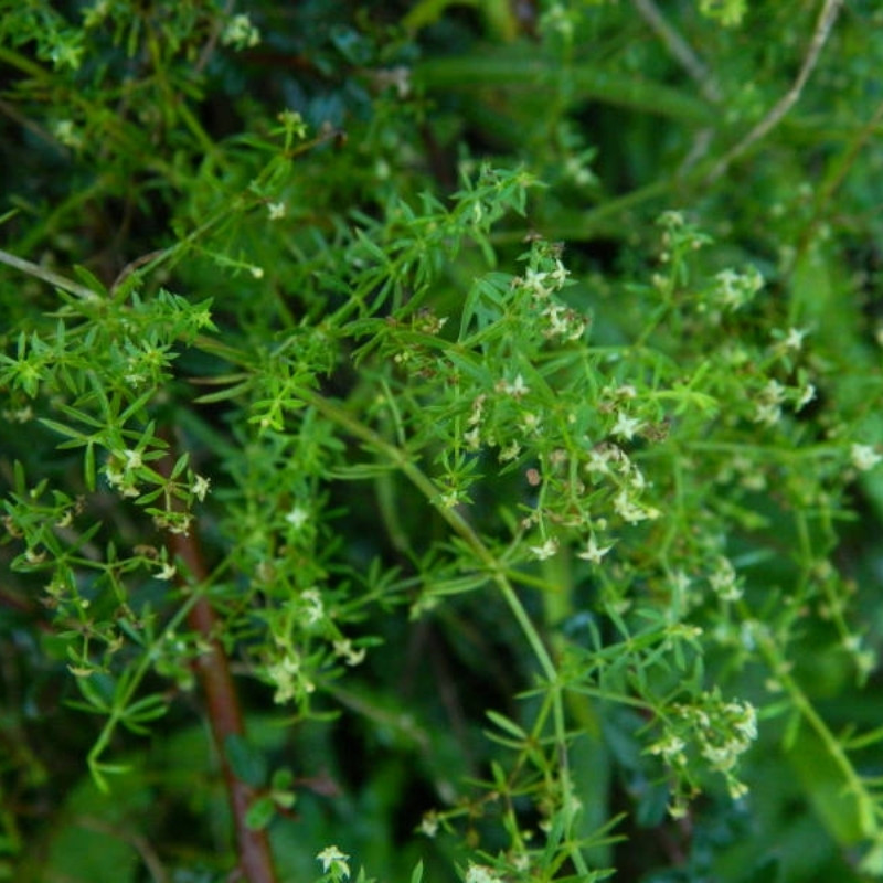 Galium Acutum, Galium Himalense Seeds - 20
