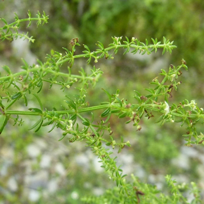 Galium Acutum, Galium Himalense Seeds - 20