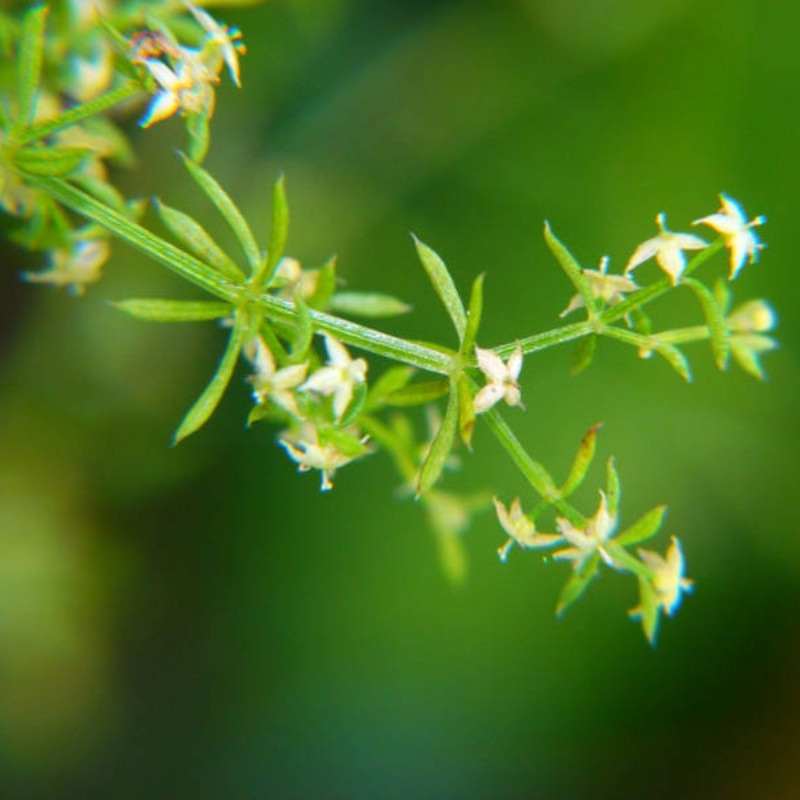 Galium Acutum, Galium Himalense Seeds - 20