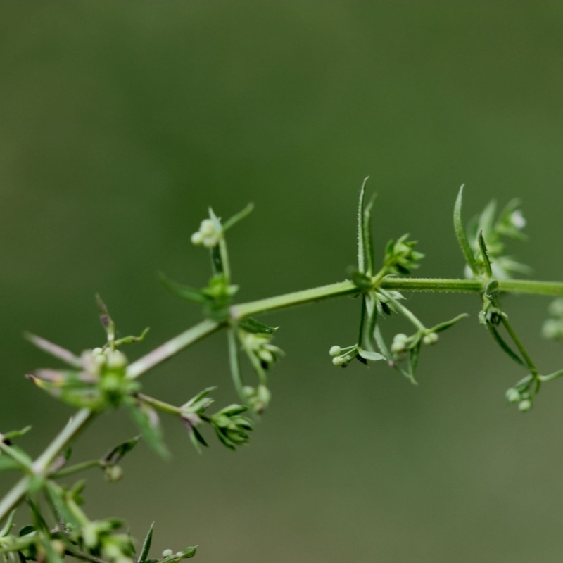 Galium Acutum, Galium Himalense Seeds - 20