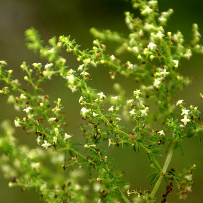 Galium Acutum, Galium Himalense Seeds - 20