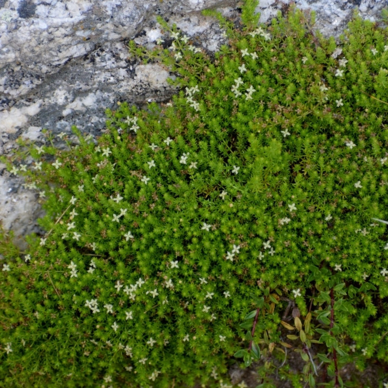 Galium Acutum, Galium Himalense Seeds - 20