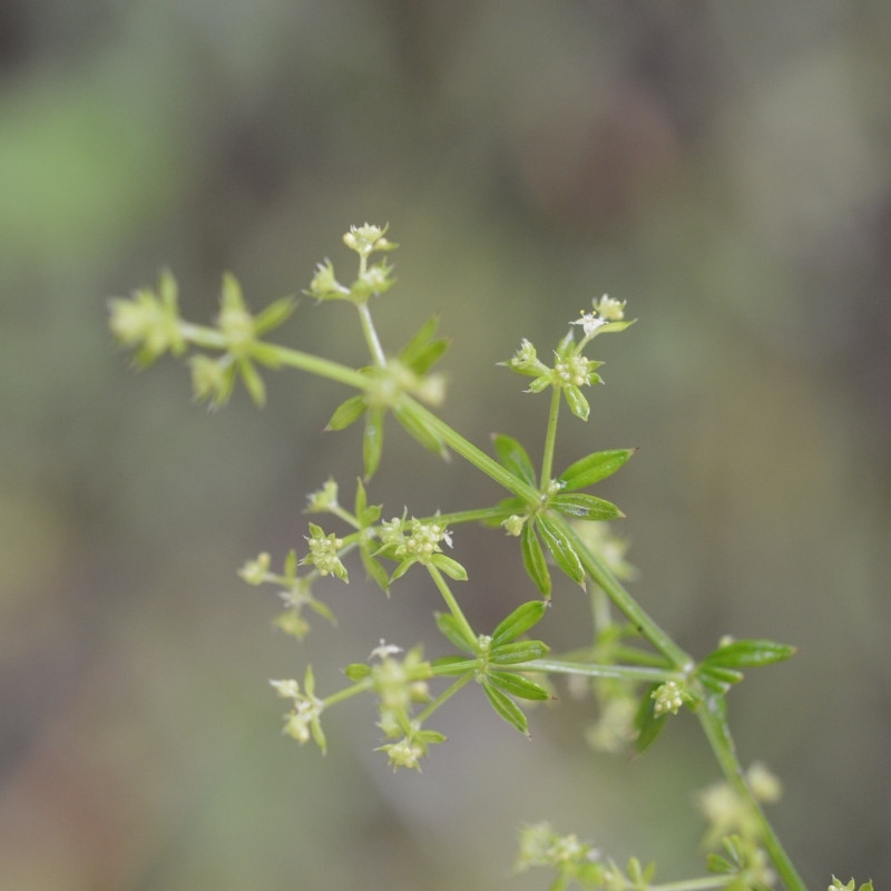 Galium Acutum, Galium Himalense Seeds - 20