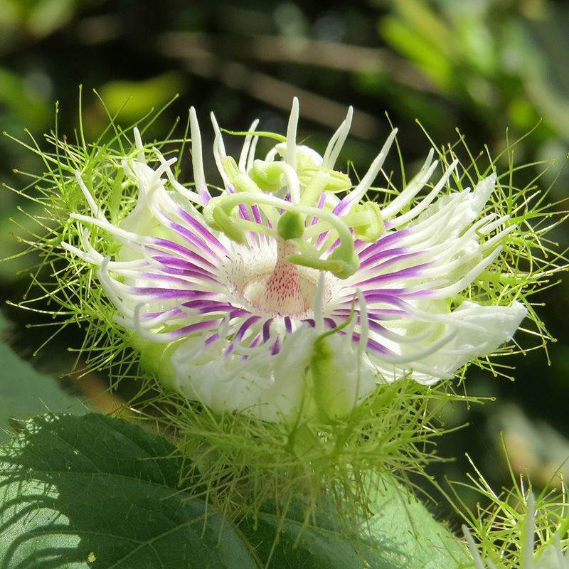 Stinking Passionflower, Passiflora foetida, Granadilla Silvestre seeds - 5